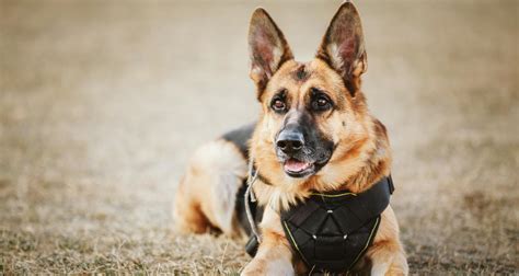 10 Of The Best Police Dog Breeds In The World - PetlifeAU™