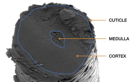 Understanding Galvanic Electrolysis and How Hair Grows | Permanence