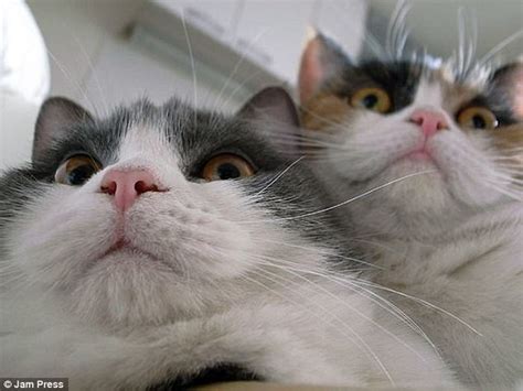 Cats caught trying to 'hack' into laptops in pictures | Daily Mail Online