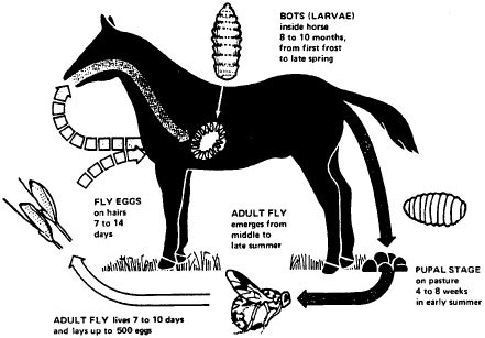 Have you seen BOT FLIES UNDER the skin? It happens. Yuk. Here's how ...