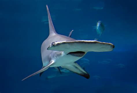 Hammerhead – Adventure Insider