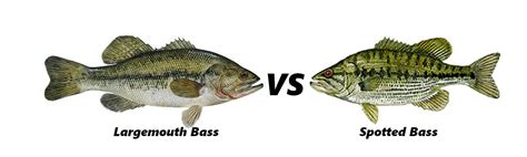 Spotted Bass Vs Largemouth: The #1 Best Ultimate Comparison