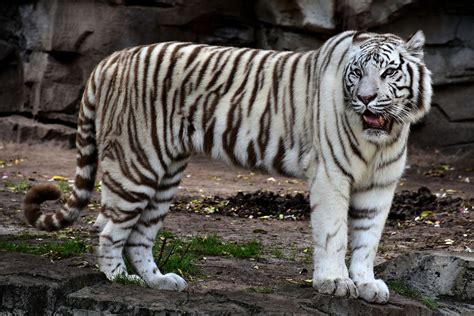 White Bengal Tiger Roaring at Busch Gardens in Tampa, Florida ...