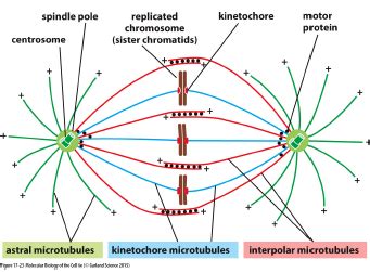 Mitosis (microtubules in cell division) Flashcards | Quizlet