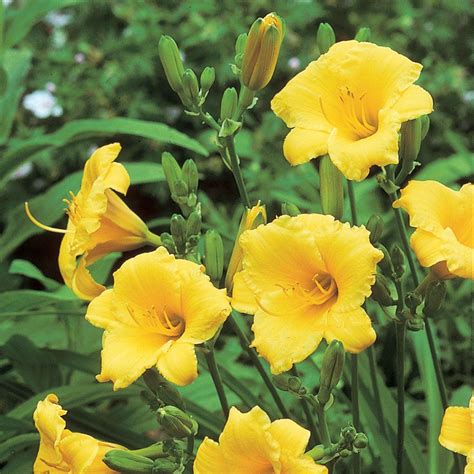 yellow flowers are blooming in the garden