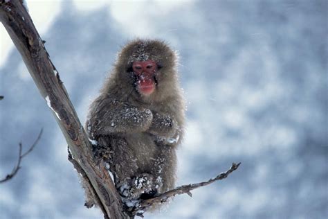 Japanese macaque | primate | Britannica