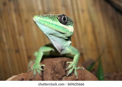 Madagascar Giant Day Gecko Stock Photo 369635666 | Shutterstock