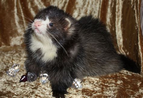 Fallow ♥ Jan 2014 #angoraferret | Angora ferret, Ferret breeds, Pets