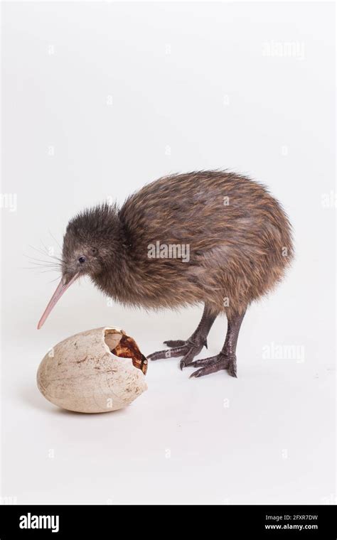 A baby kiwi bird chick next to the egg that he hatched from ...