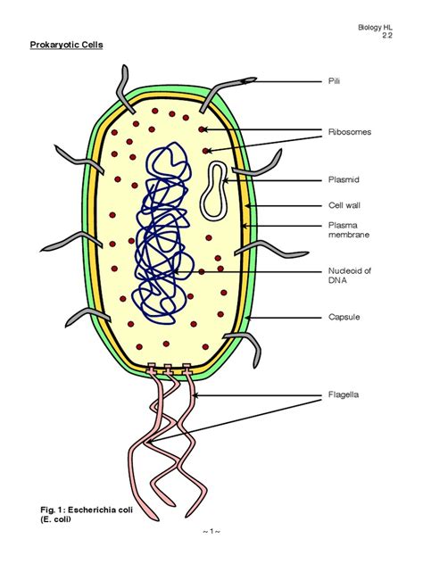 Structure Of A Prokaryote