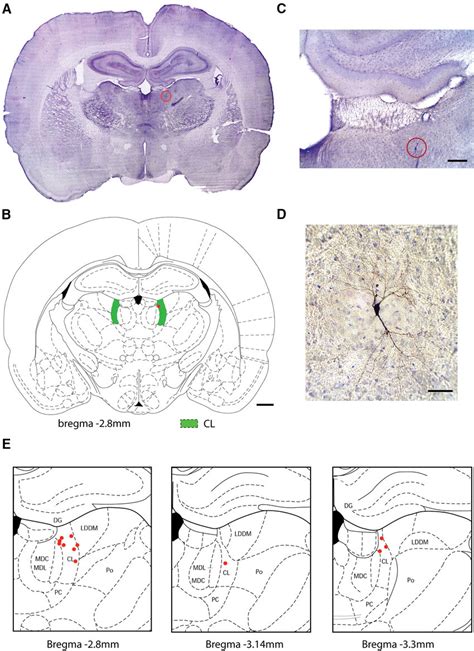 Histology of neurons studied by juxtacellular recordings in CL ...