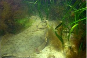 Southern Flounder Habitat