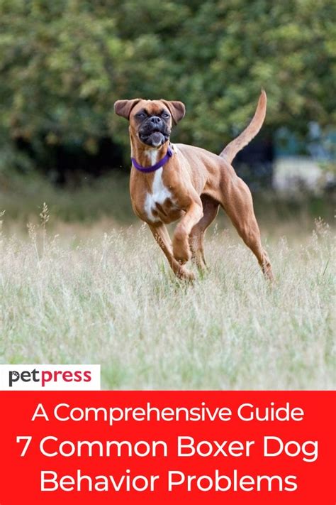 A Comprehensive Guide: 7 Common Boxer Dog Behavior Problems