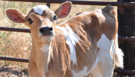 Breed Profile: The Jersey Stands Out Among Dairy Cows - Hobby Farms