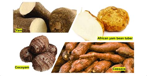 | African tuber crops... | Download Scientific Diagram