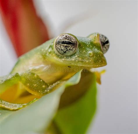 Extreme Close Up of Eyes of the Spiny Glass Frog of the Tropics Stock ...