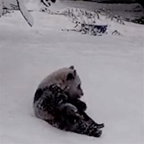 Video These pandas playing in the snow are a mood - ABC News