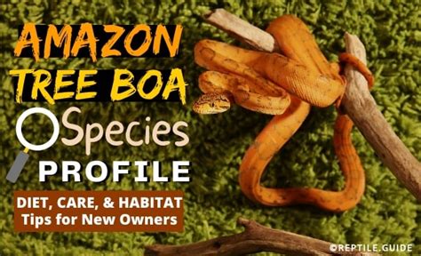 Amazon Tree Boa Morph: Care, Habitat, and Diet Guide