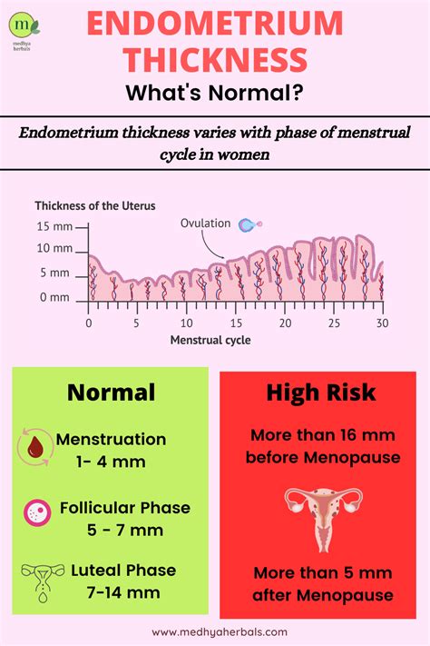 How to Reduce Endometrial Thickness Naturally