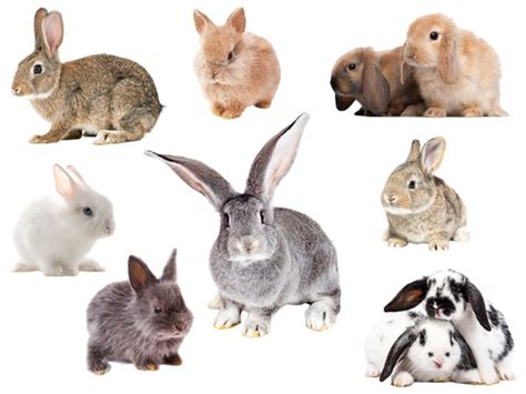 Pet Bunny Breeds