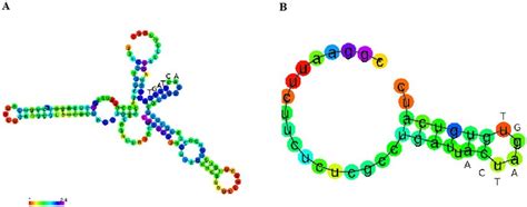 Prediction of secondary structures for intergenic sequences with ...