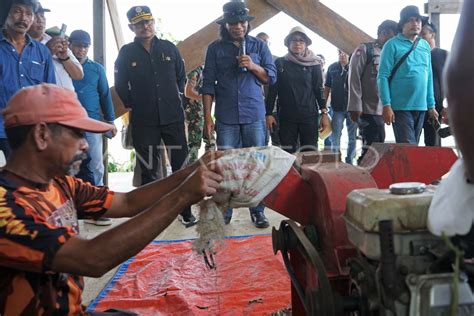 MENTERI PERTANIAN TINJAU PETERNAKAN AYAM KAMPUNG | ANTARA Foto