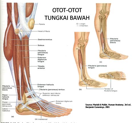 Anatomi Otot Lengan Bawah Dan Pergelangan Tangan Manusia Anatomi ...