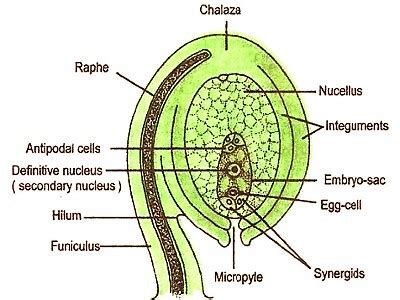 Describe with a Labelled Diagram of a Typical Ovule - QS Study ...