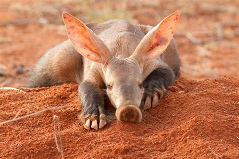 Clancy Tucker's Blog: 16 November 2017 - AMAZING FACTS ABOUT THE AARDVARK