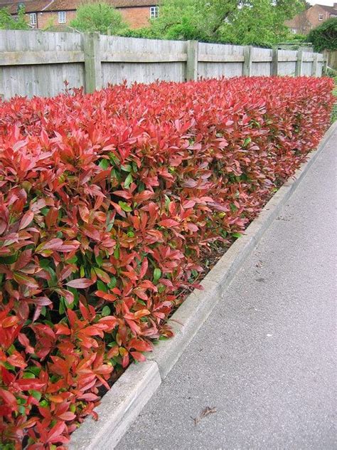 Photinia Red Robin Image Gallery | Evergreen Hedging