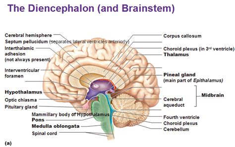 The Diencephalon - Antranik.org