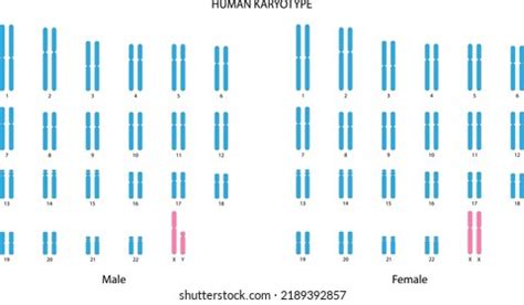 Human Karyotype Male Female Stock Illustration 2214329609 | Shutterstock