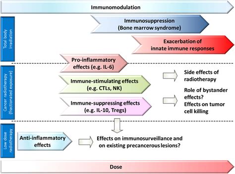 | Activation of CD8+ cytotoxic T-cells (CTL) by tumor specific antigens ...