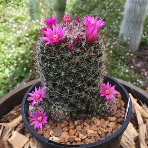 How to Care for Flowering Cactus Varieties - Houseplant Central