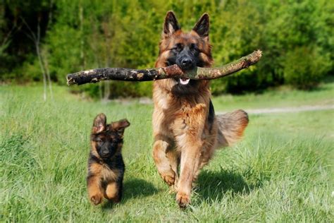 German Shepherd Dog Names – a List of 200 Names for GSD Puppies!