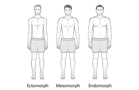 The Three Male Body Types: Ectomorph, Mesomorph, Endomorph