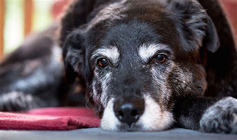 World’s Oldest Dog Maggie Dies Aged 30 | Bored Panda