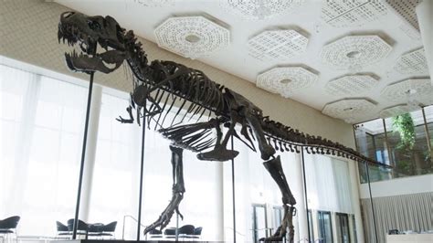 T. rex skeleton sells for more than $6m - BBC News