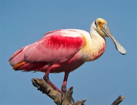 Roseate Spoonbill | BirdNote