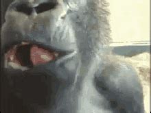 Monkey Shocked GIF - Monkey Shocked - Discover & Share GIFs