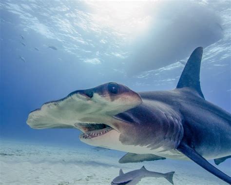 Hammerhead Shark - A-Z Animals