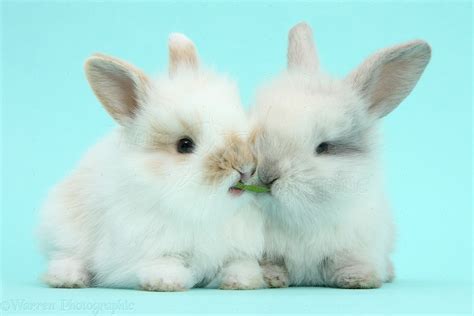 Cute baby bunnies on blue background photo WP40457