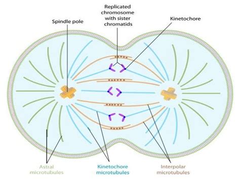 Mitotic spindle