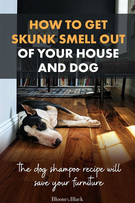 How to Get Rid Of Skunk Smell | Bloom in the Black | Skunk smell, Skunk ...