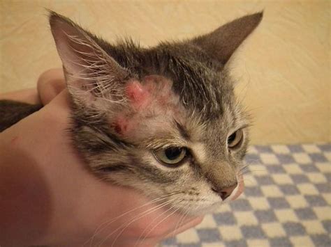 Dermatitis in cats: types, symptoms and treatment | Pets-Wiki