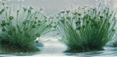 Algae - Phycology, Photosynthesis, Taxonomy | Britannica