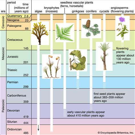 Plant - Evolution, Seed, Communities | Britannica