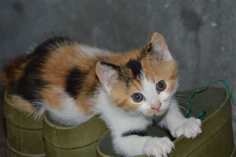 Calico Kittens: Everything You Need to Know | The Dog People by Rover.com