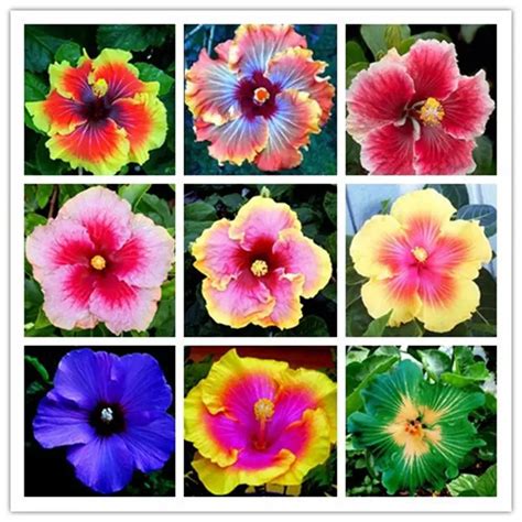 Hibiscus Flower Seeds multiple colors potted or yard flower seeds plant ...