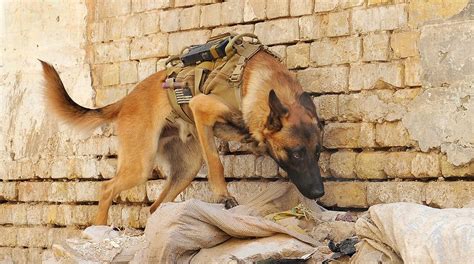 The Ethics and Function of Military Animals - Human Security Centre